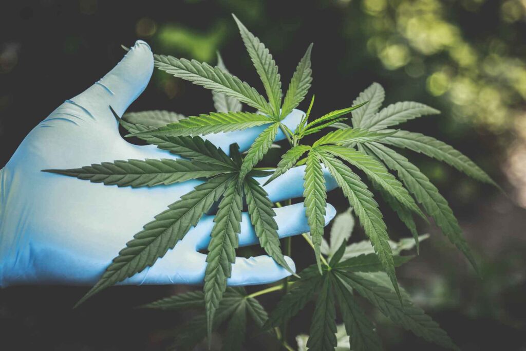 Gloved hand holding cannabis plant leaves
