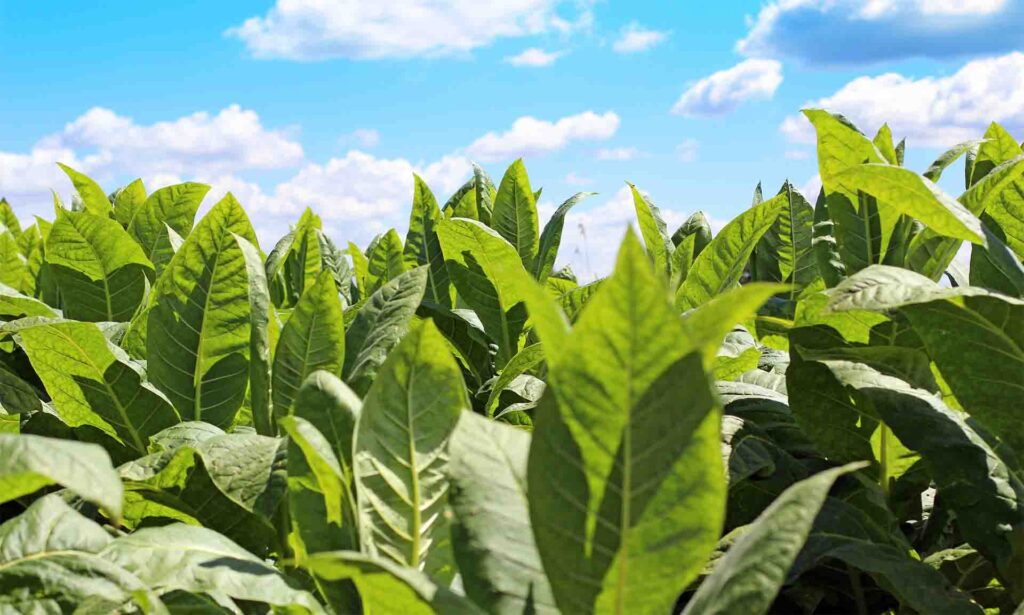 Lush tobacco plants under a blue sky