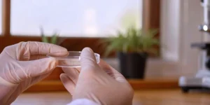 Gloved hands holding a petri dish for ISO 10993 biocompatibility testing.