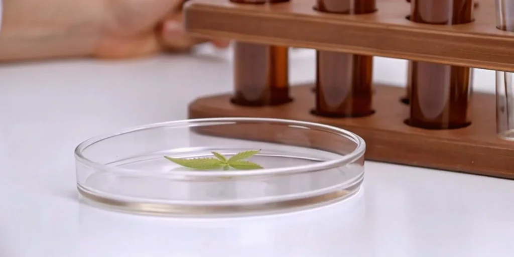 A green leaf in a petri dish with test tubes for an abbreviated 510(k) submission.