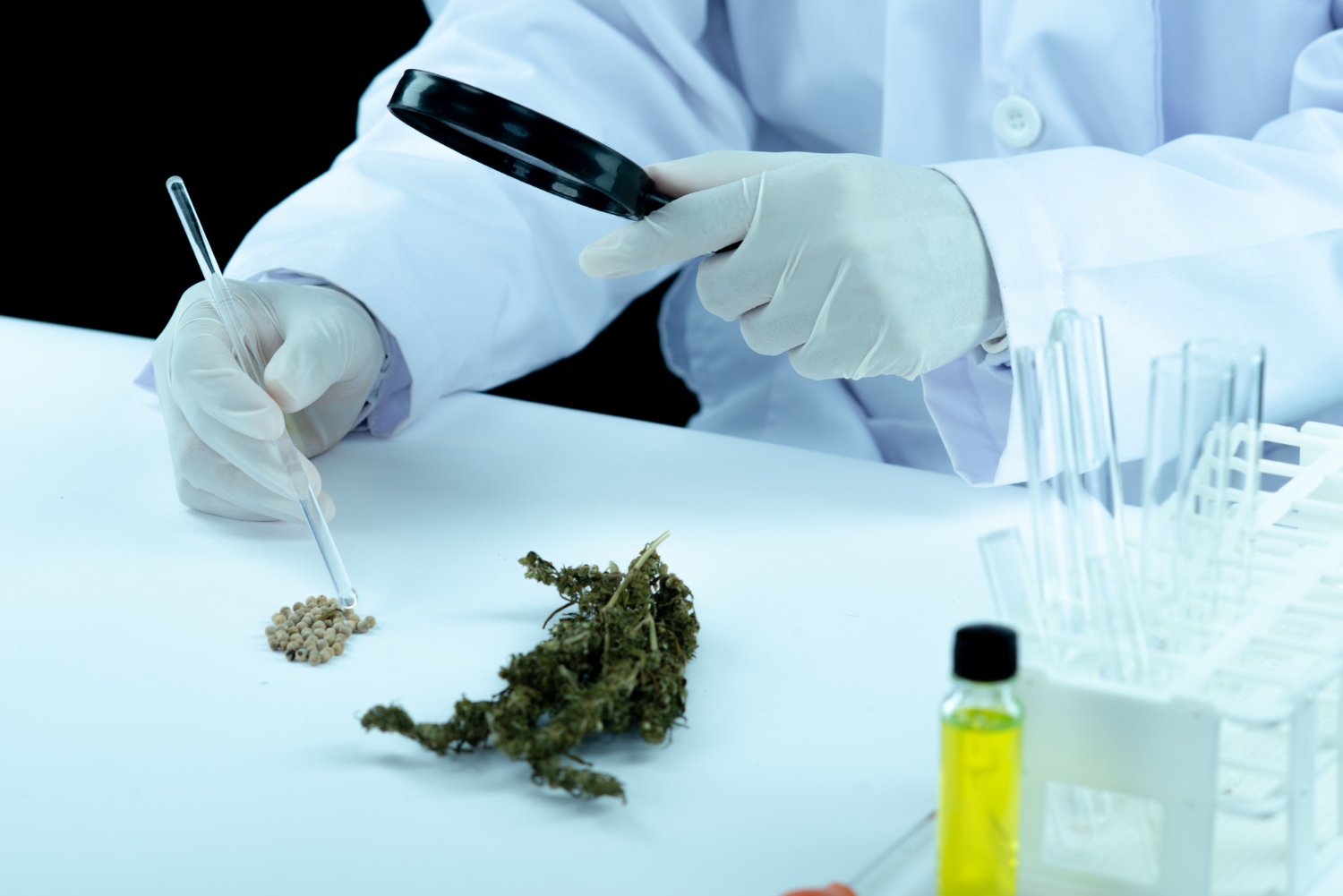 Scientist testing cannabis sample in laboratory