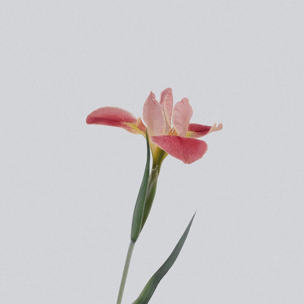 Single pink flower on light gray background
